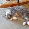animal, cat, cozy, cute, floor, fluffy, fur, furniture, gray, indoors, kitten, paw, pet, relaxation, resting, rug, sleeping, tile, white, wood