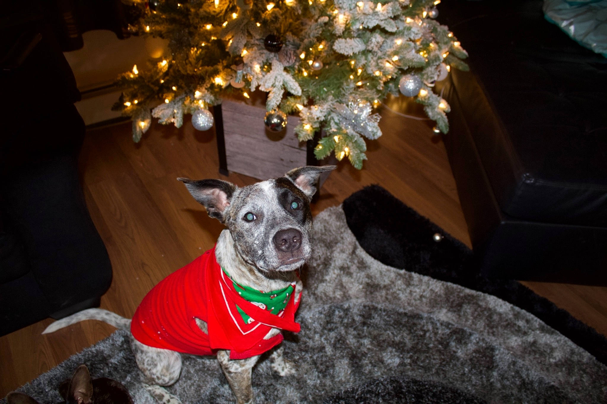 Bentley joined the competition — help win amazing prizes! canidae, carnivore, christmas, christmas_decoration, christmas_eve, christmas_lights, collar, companion_dog, dog, dog_breed, dog_clothes, dog_collar, dog_supply, interior_design, ornament, pet_supply, snout, sporting_group, working_animal, working_dog