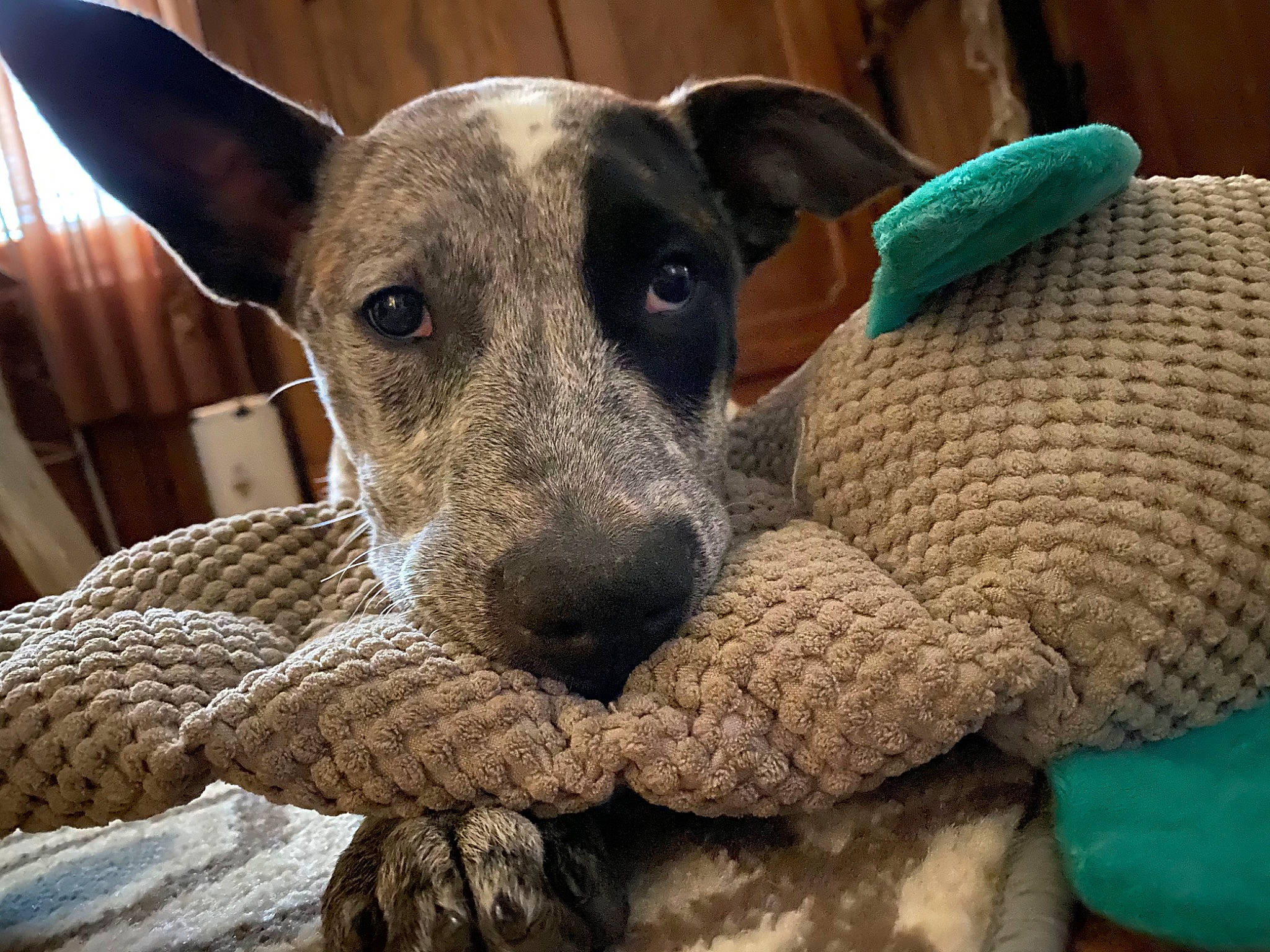 Bentley joined the competition — help win amazing prizes! aqua, canidae, carnivore, collar, companion_dog, dog, dog_breed, dog_supply, dog_toy, fawn, pet_supply, snout, sporting_group, stuffed_toy, teal, turquoise, vertebrate, whiskers, working_animal, working_dog