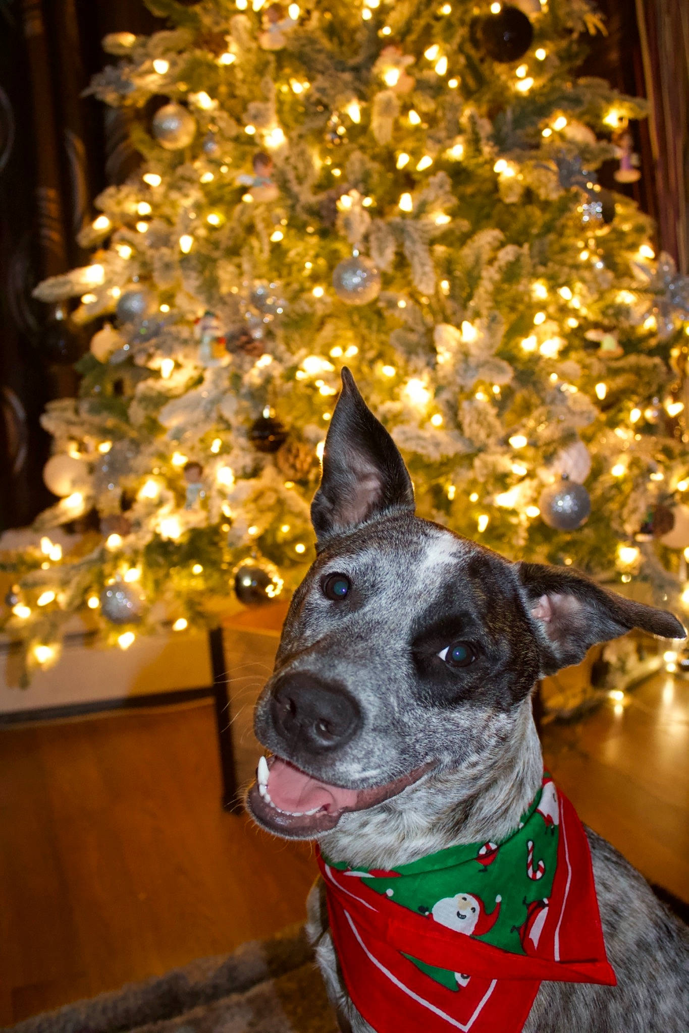 Bentley is registered to the contest to win money with this photo: carnivore, christmas, christmas_decoration, christmas_eve, christmas_lights, christmas_ornament, christmas_tree, collar, dog, dog_breed, dog_collar, dog_supply, holiday, holiday_ornament, interior_design, lighting, ornament, pet_supply, snout, sporting_group