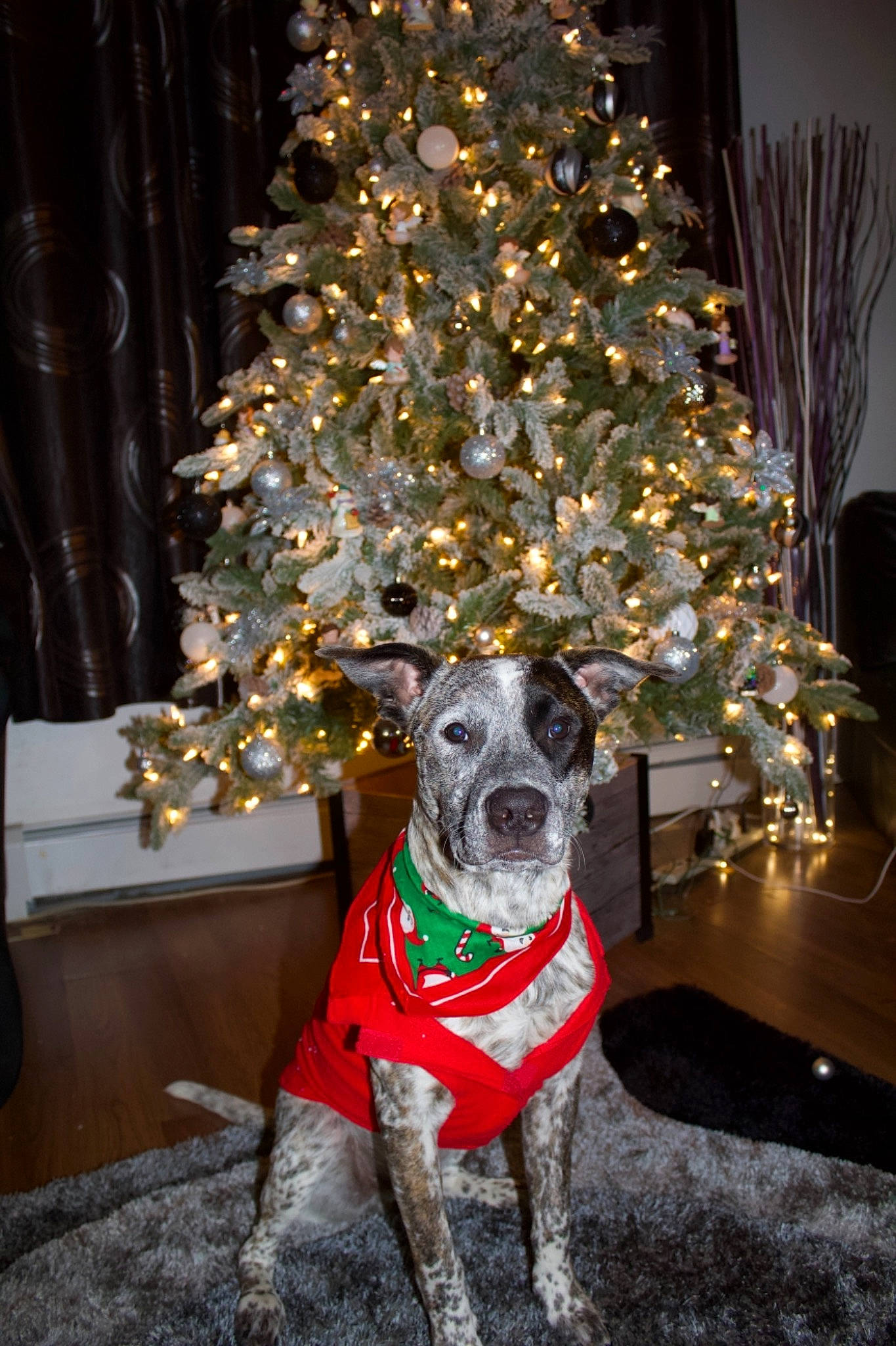 Bentley is registered to the contest to win money with this photo: carnivore, christmas, christmas_decoration, christmas_eve, christmas_lights, christmas_ornament, christmas_tree, collar, curtain, dog, dog_breed, dog_supply, holiday, holiday_ornament, interior_design, lighting, ornament, snout, sporting_group