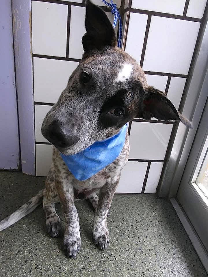 Bentley is registered to the contest to win money with this photo: animal_shelter, canidae, carnivore, collar, daylighting, dog, dog_breed, dog_collar, dog_supply, floor, flooring, pet_supply, snout, sporting_group, whiskers, working_animal, working_dog