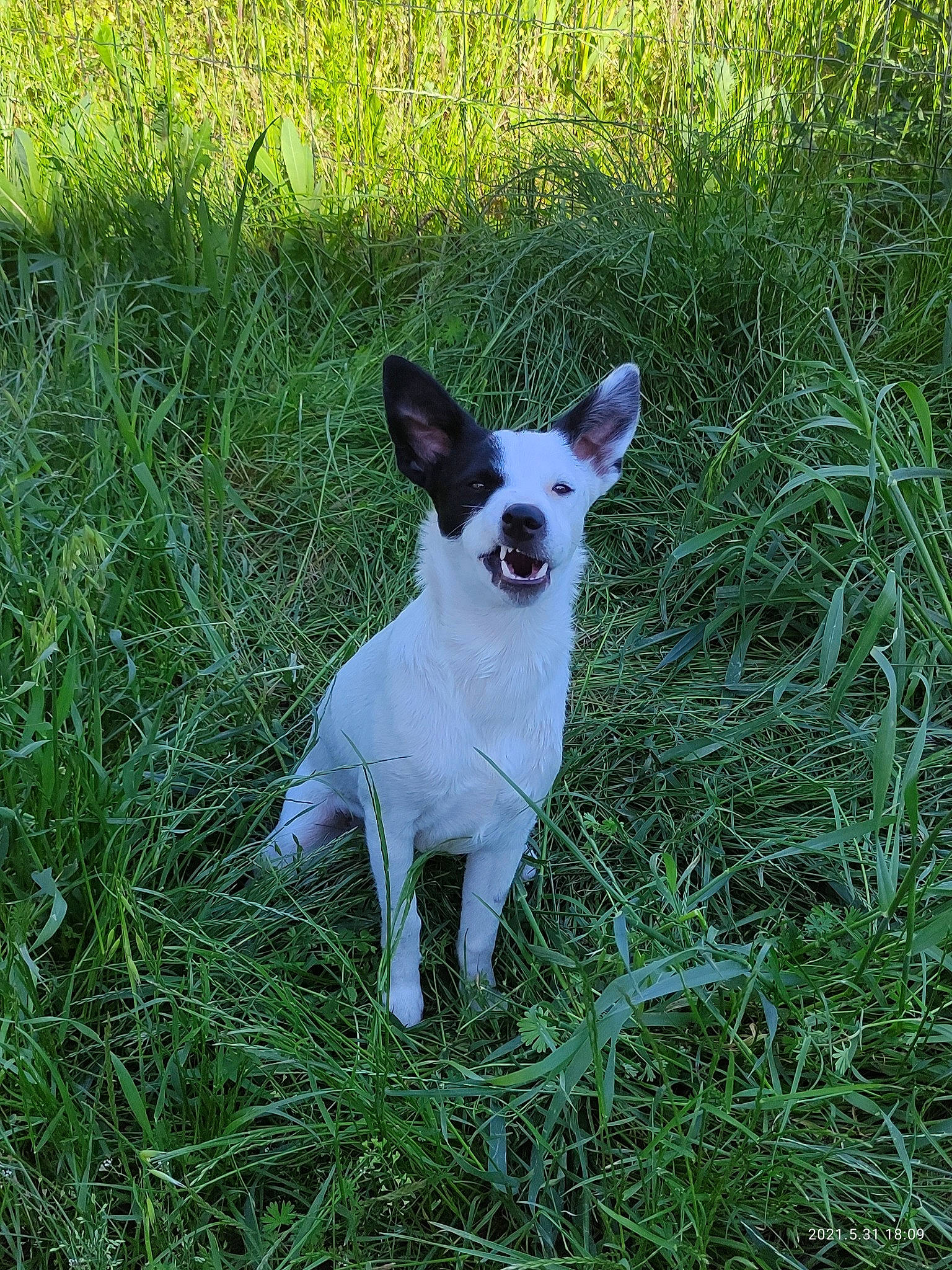 Pirate participe au concours pour gagner de l'argent avec cette photo : canidae, carnivore, companion_dog, dog, dog_breed, fawn, grass, grassland, groundcover, hunting_dog, non_sporting_group, pasture, plant, snout, soil, sporting_group, tail, terrestrial_animal, whiskers, working_animal