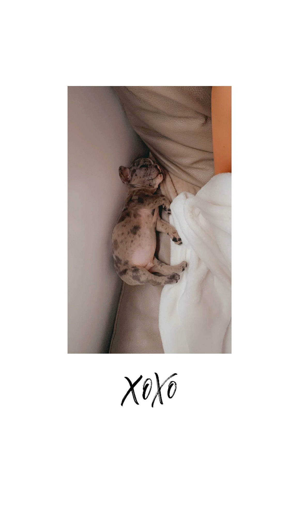Dohko participe au concours pour gagner de l'argent avec cette photo : abdomen, arm, art, canidae, chest, companion_dog, fashion_accessory, fawn, felidae, font, fur, neck, small_to_medium_sized_cats, stuffed_toy, teddy_bear, toy, trunk, waist, whiskers, wood