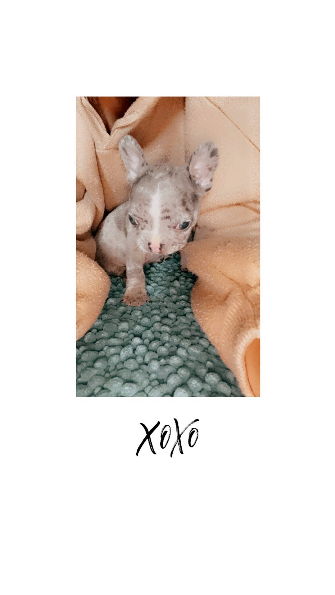 Dohko a rejoint le concours — aidez-le/la à gagner de superbes lots ! art, comfort, companion_dog, fictional_character, font, fur, paw, photo_caption, rock, sculpture, sitting, tail, teddy_bear, toy_dog