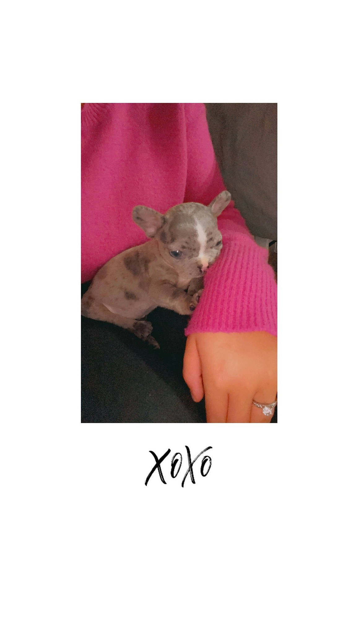 Dohko a rejoint le concours — aidez-le/la à gagner de superbes lots ! canidae, companion_dog, dog, dog_breed, electric_blue, fashion_accessory, fawn, fictional_character, flesh, font, fur, gesture, handwriting, livestock, magenta, sleeve, snout, t_shirt, terrestrial_animal, toy_dog