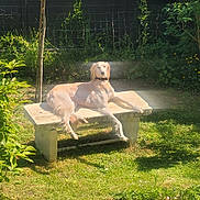 Pélias participe au concours pour gagner de l'argent avec cette photo : animal, bench, canine, collar, daylight, dog, fence, garden, grass, greenery, nature, outdoor, pet, plant, relaxed, resting, shadow, sunlight, sunny, tree