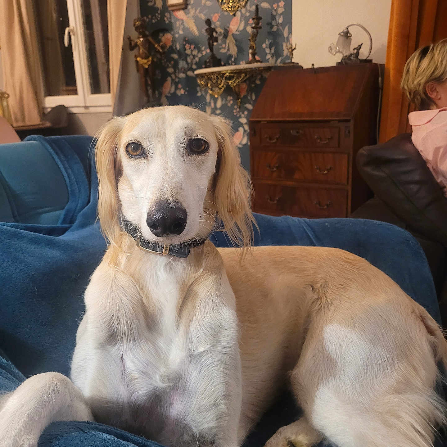 Pélias participe au concours pour gagner de l'argent avec cette photo : blue_blanket, collar, couch, curtains, decor, dog, eyes, face, furniture, indoor, long_hair, mirror, nose, person, pet, relaxed, sitting, vintage_wallpaper, window, wooden_drawer