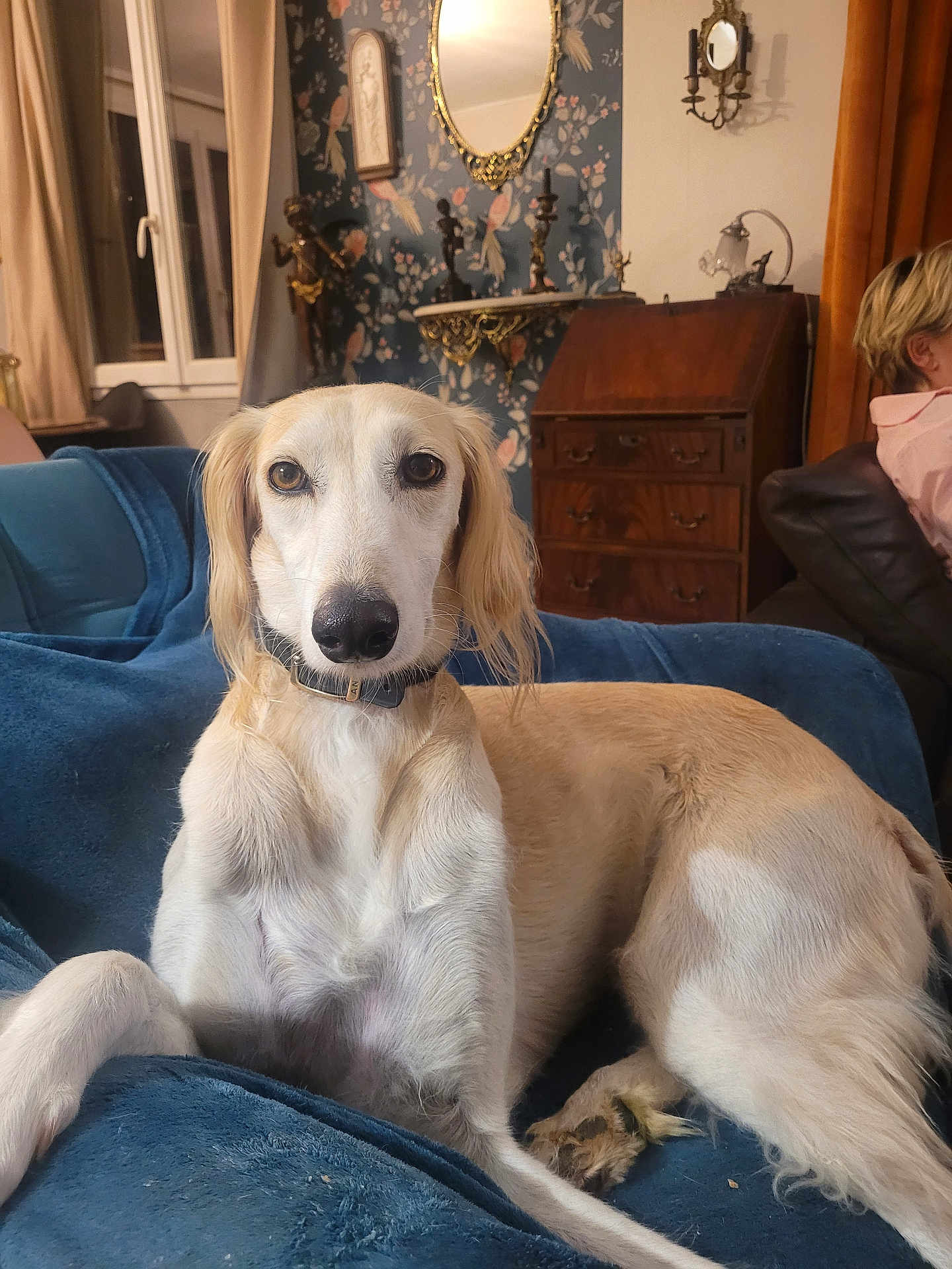 Pélias participe au concours pour gagner de l'argent avec cette photo : blue_blanket, collar, couch, curtains, decor, dog, eyes, face, furniture, indoor, long_hair, mirror, nose, person, pet, relaxed, sitting, vintage_wallpaper, window, wooden_drawer