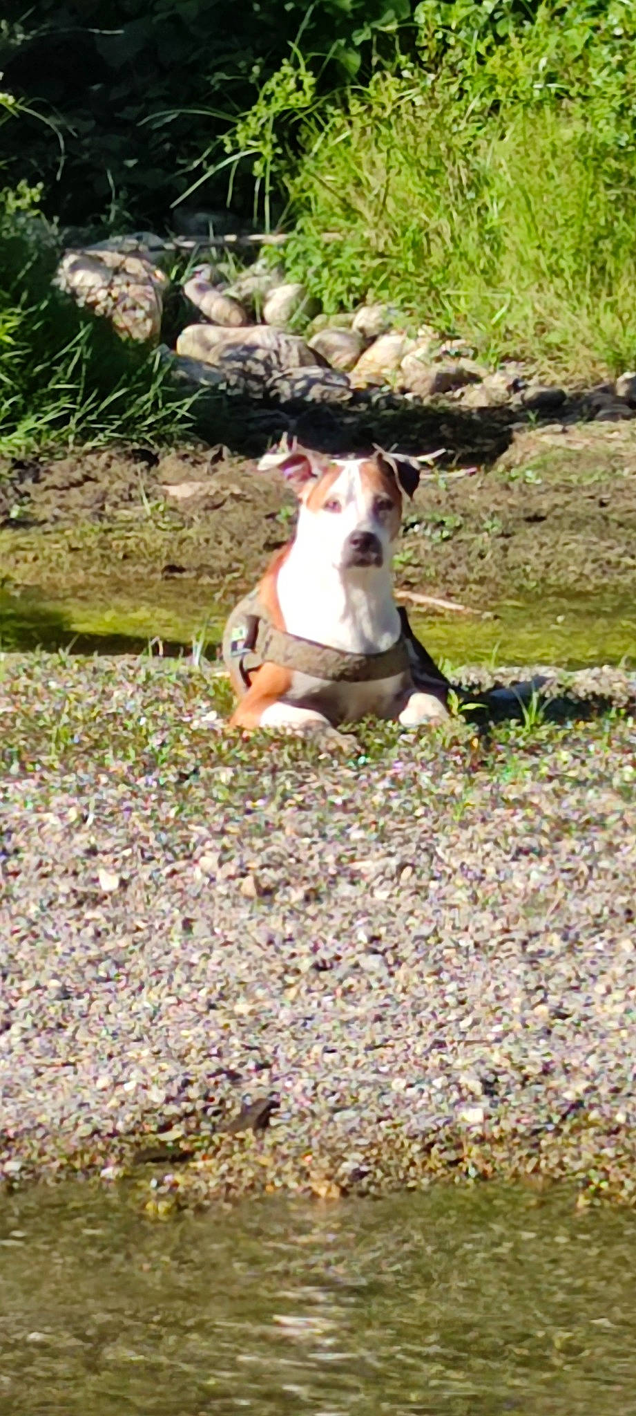 Fanny participe au concours pour gagner de l'argent avec cette photo : carnivore, collar, companion_dog, dog, dog_breed, fawn, grass, hunting_dog, non_sporting_group, plant, soil, tail, terrestrial_animal, terrier, working_animal