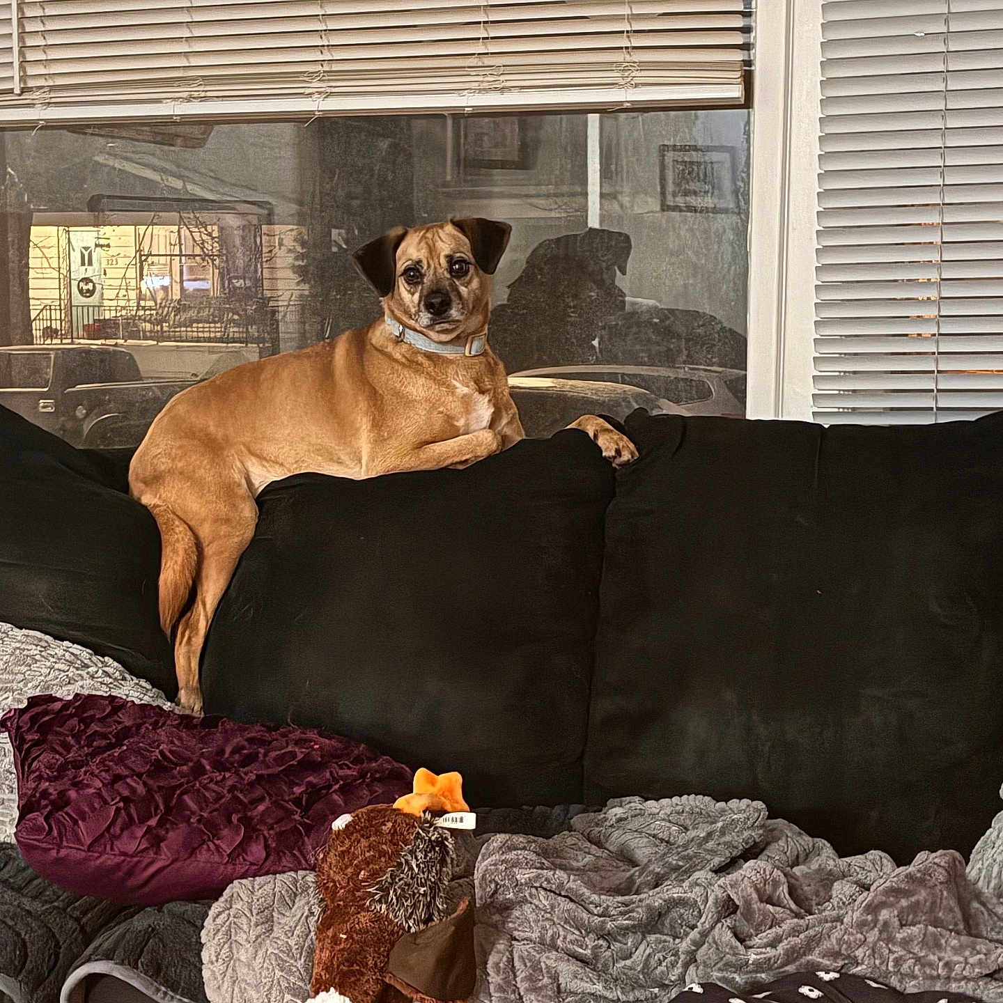 Jax Kenny is registered to the contest to win money with this photo: animal, black_couch, blanket, blinds, brown_dog, couch, cozy, curious, dog, domestic, furniture, indoor, living_room, pet, plush_toy, reflection, relaxed, soft_texture, toy_duck, window
