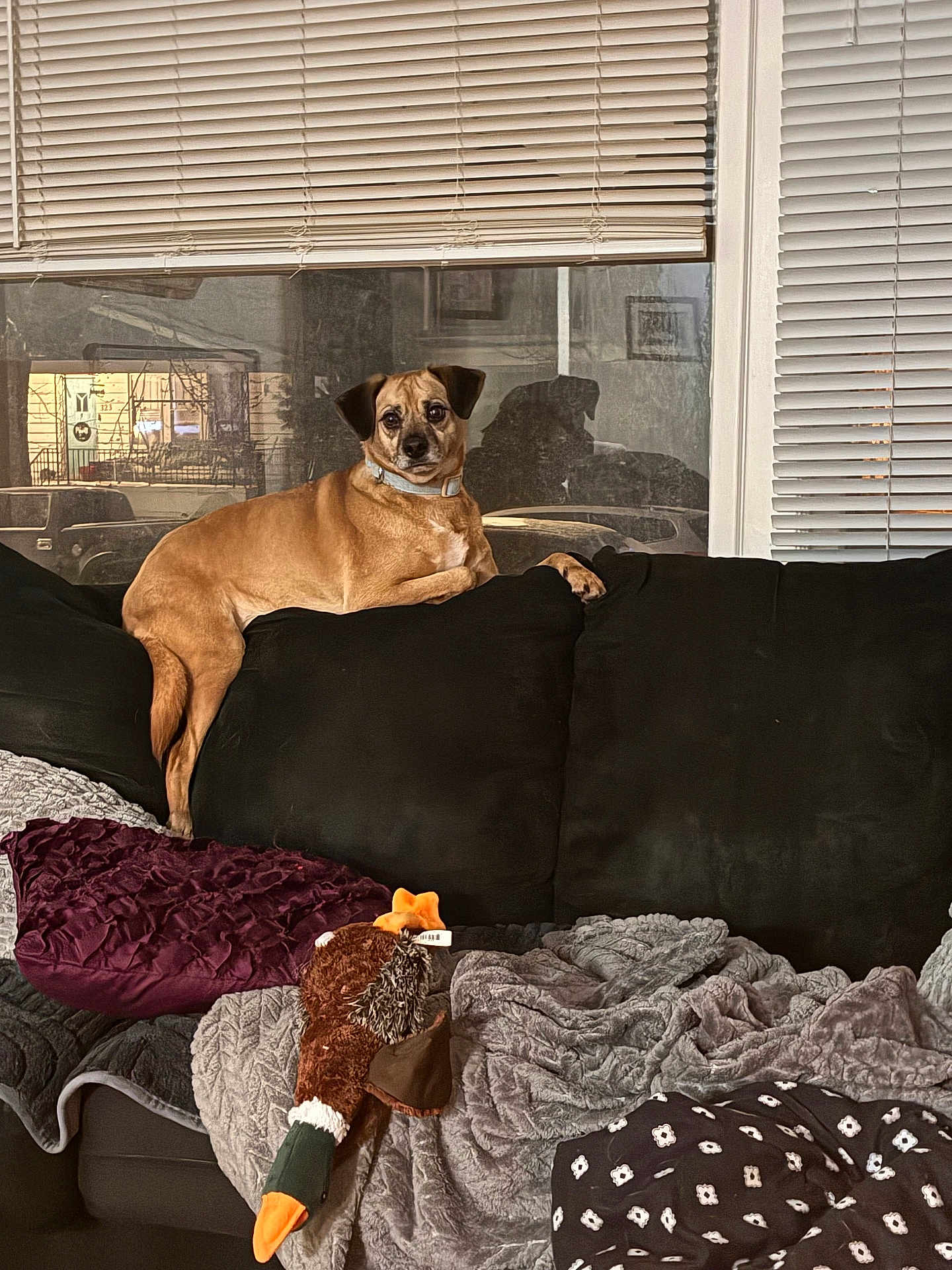 Jax Kenny is registered to the contest to win money with this photo: dog, couch, blanket, plush_toy, window, blinds, indoor, pet, furniture, reflection, black_couch, soft_texture, toy_duck, relaxed, animal, domestic, cozy, living_room, curious, brown_dog