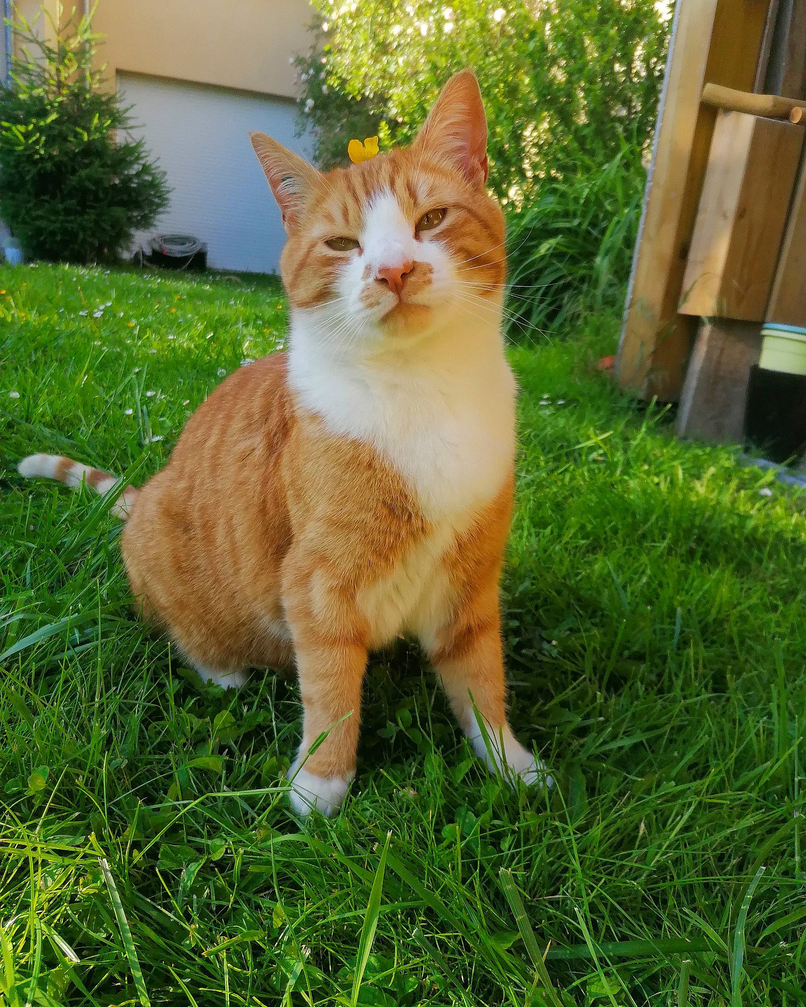 Nesta participe au concours pour gagner de l'argent avec cette photo : aegean_cat, american_wirehair, carnivore, cat, domestic_short_haired_cat, european_shorthair, fawn, felidae, german_rex, grass, kurilian_bobtail, lawn, mammal, plant, polydactyl_cat, small_to_medium_sized_cats, tabby_cat, tail, vertebrate, whiskers