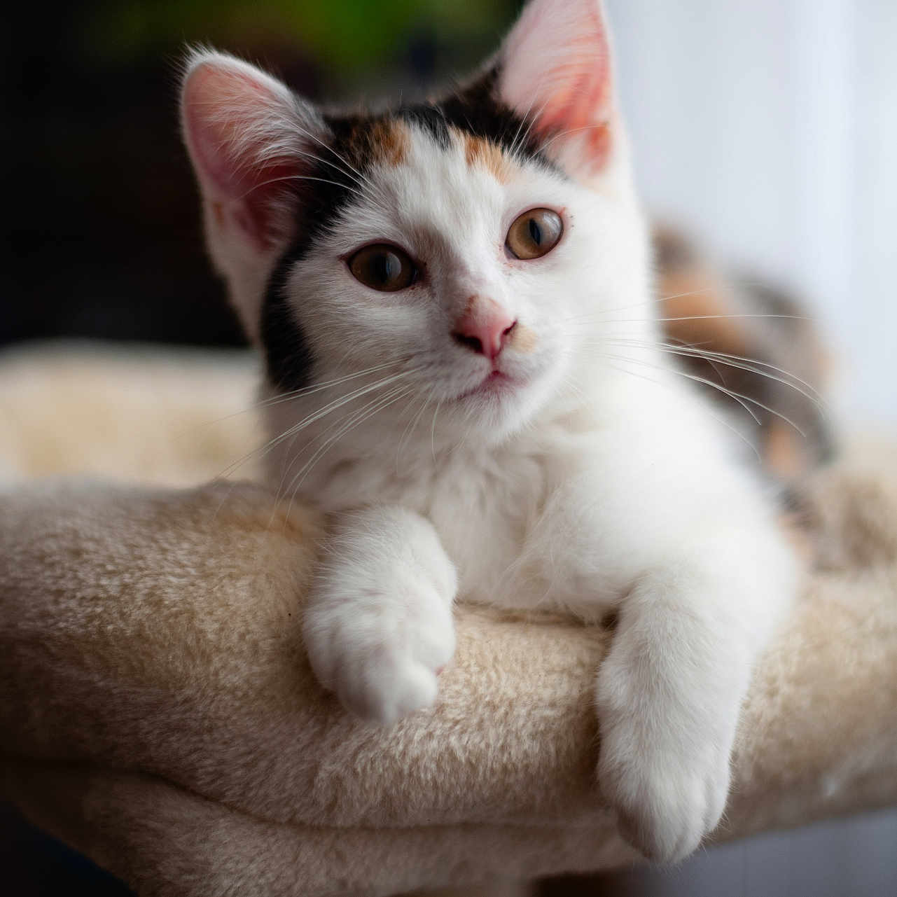 Arya a rejoint le concours — aidez-le/la à gagner de superbes lots ! abyssinian, angora, animal, cat, kitten, manx, pet, siamese