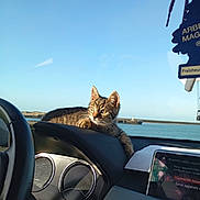 Atlas a rejoint le concours — aidez-le/la à gagner de superbes lots ! cat, kitten, tabby, dashboard, car_interior, steering_wheel, water, harbor, sky, sunlight, window, animal, pet, resting, daytime, vehicle, electronics, screen, relaxing, outdoor_view