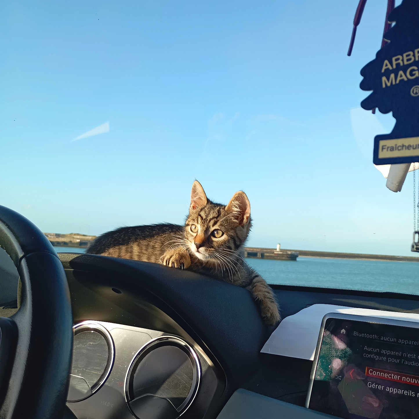 Atlas a rejoint le concours — aidez-le/la à gagner de superbes lots ! animal, car_interior, cat, dashboard, daytime, electronics, harbor, kitten, outdoor_view, pet, relaxing, resting, screen, sky, steering_wheel, sunlight, tabby, vehicle, water, window