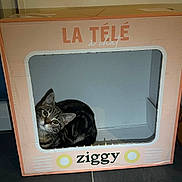 Uzia a rejoint le concours — aidez-le/la à gagner de superbes lots ! abyssinian, animal, appliance, box, cardboard, carton, cat, crate, den, device, doghouse, electricaldevice, fireplace, indoors, kennel, kitten, manx, microwave, oven, pet