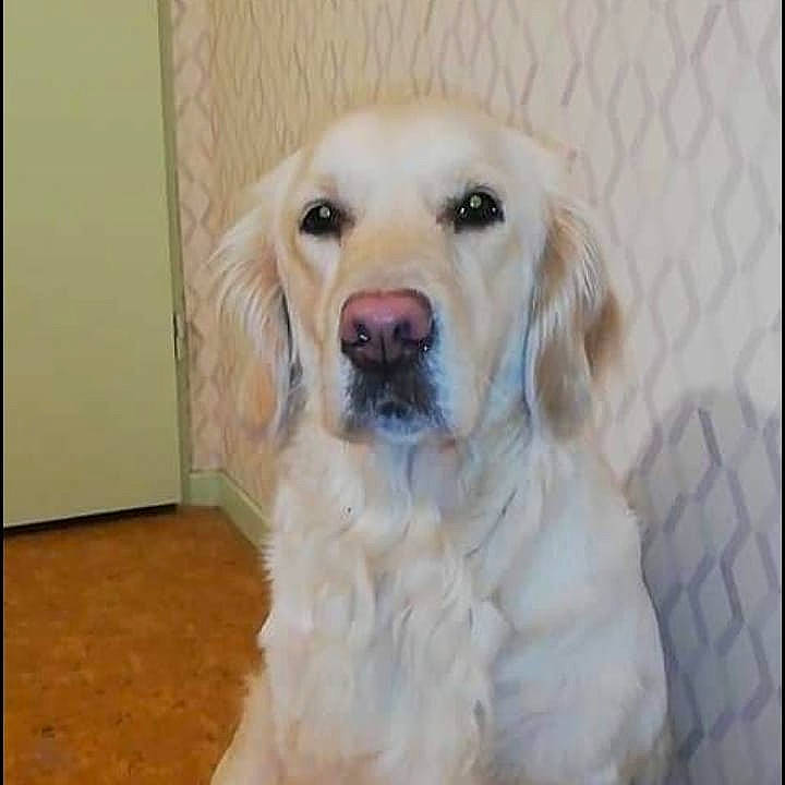 Oska participe au concours pour gagner de l'argent avec cette photo : canidae, carnivore, companion_dog, dog, dog_breed, fawn, flooring, fur, golden_retriever, gun_dog, head, natural_material, pet_supply, snout, sporting_group, terrestrial_animal, whiskers, working_animal