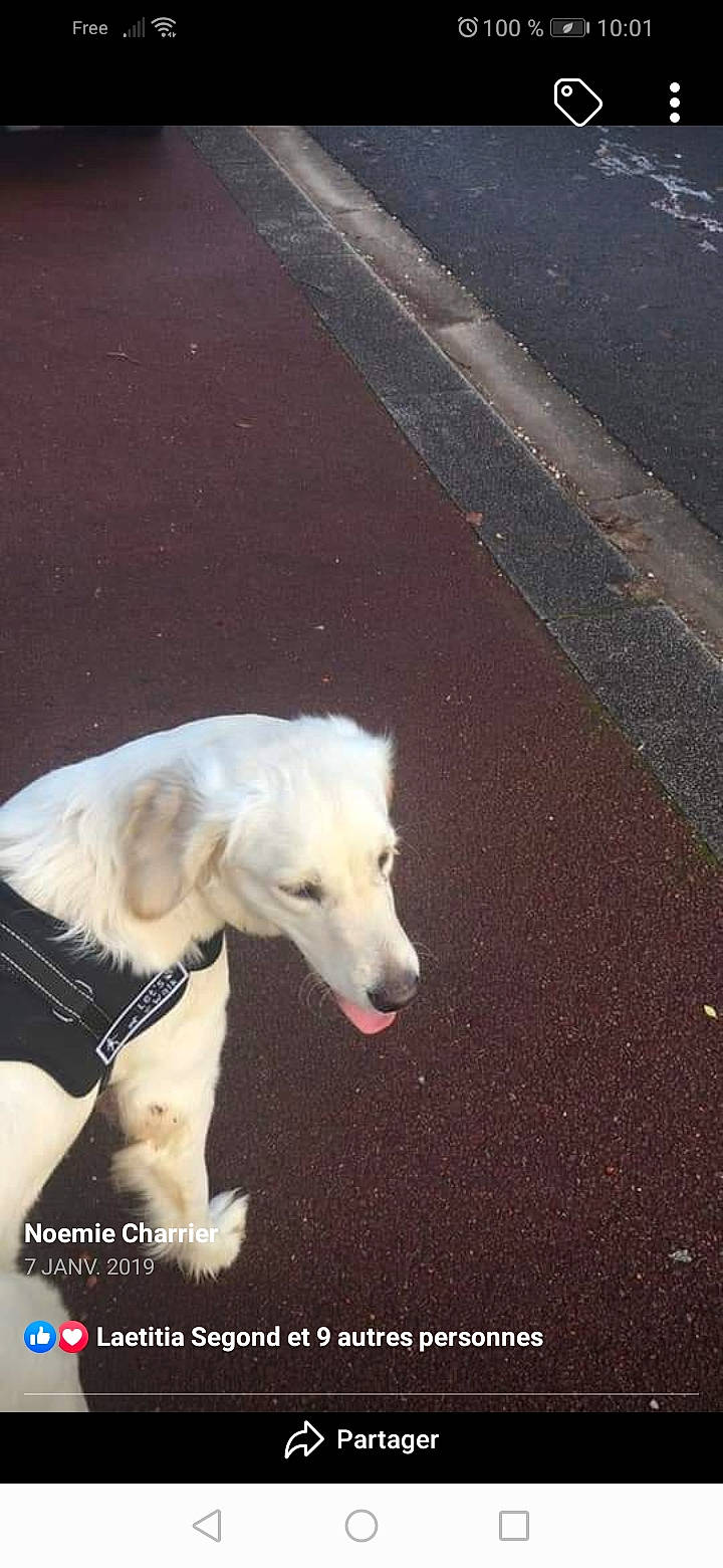 Oska a rejoint le concours — aidez-le/la à gagner de superbes lots ! asphalt, canidae, carnivore, companion_dog, dog, dog_breed, fur, happy, meteorological_phenomenon, morning, photo_caption, road, road_surface, shadow, sky, sporting_group, tail, tar, working_animal, working_dog