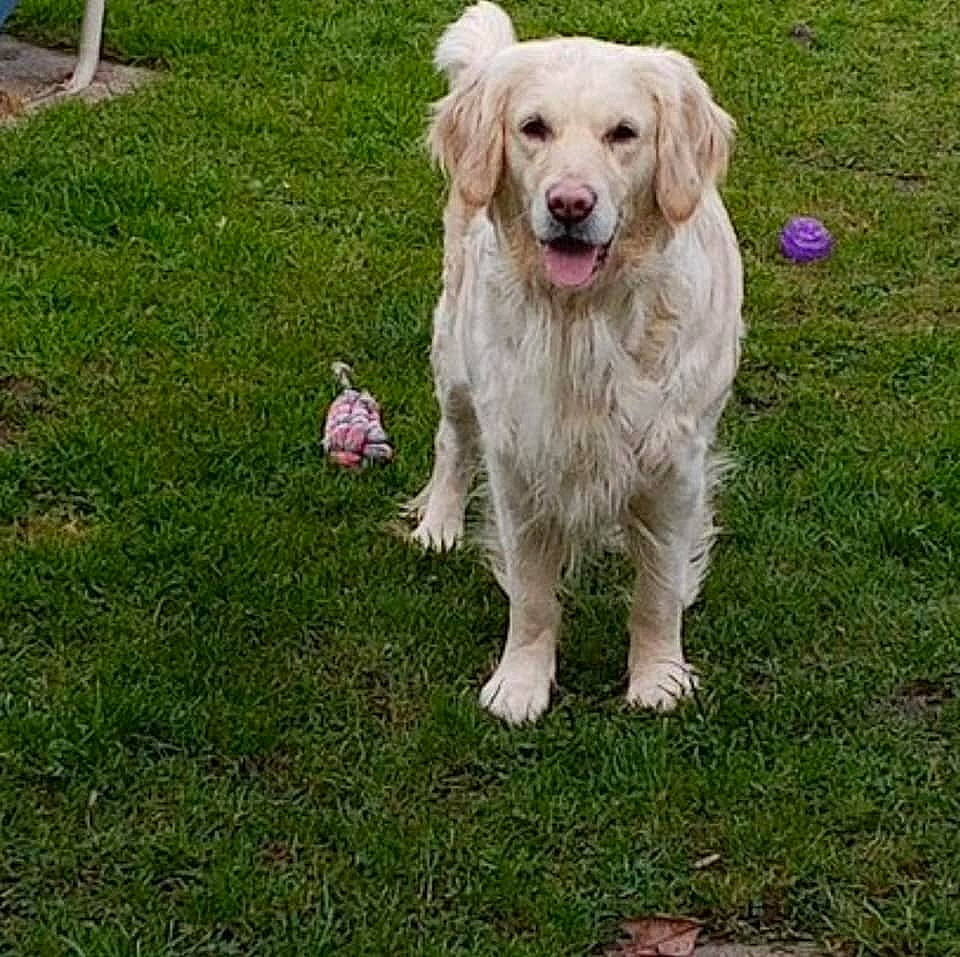 Oska participe au concours pour gagner de l'argent avec cette photo : carnivore, collar, companion_dog, dog, dog_breed, dog_collar, fur, grass, gun_dog, hunting_dog, leash, non_sporting_group, puppy, retriever, snout, sporting_group, tail, terrier, working_animal, working_dog