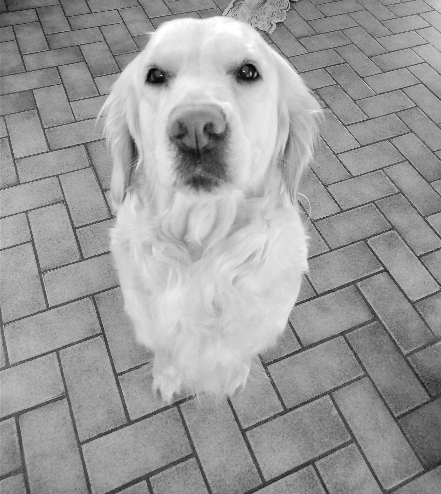 Oska a rejoint le concours — aidez-le/la à gagner de superbes lots ! black_and_white, canidae, carnivore, companion_dog, dog, dog_breed, floor, flooring, font, fur, monochrome, monochrome_photography, road_surface, snout, sporting_group, style, whiskers, white, wood, working_animal