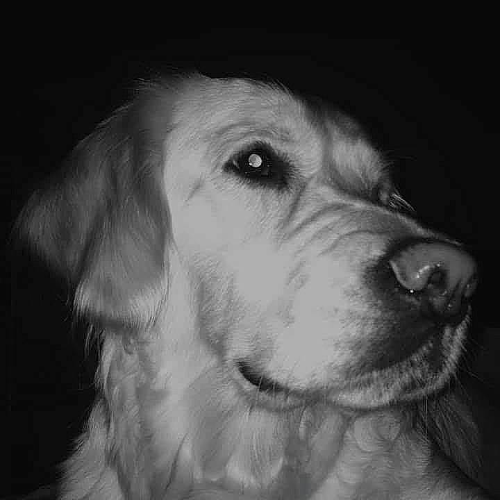 Oska participe au concours pour gagner de l'argent avec cette photo : canidae, carnivore, close_up, cloud, companion_dog, darkness, dog, dog_breed, fur, gun_dog, monochrome, monochrome_photography, puppy, puppy_love, selfie, snout, sporting_group, whiskers