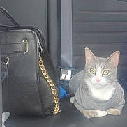 Princess Sophie is registered to the contest to win money with this photo: cat, gray_cat, sweater, car_seat, black_purse, gold_chain, pet, animal, indoor, seatbelt, feline, looking_at_camera, cute, domestic_cat, resting, side_view, car_interior, accessory, leather_purse, portrait