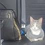 cat, gray_cat, sweater, car_seat, black_purse, gold_chain, pet, animal, indoor, seatbelt, feline, looking_at_camera, cute, domestic_cat, resting, side_view, car_interior, accessory, leather_purse, portrait