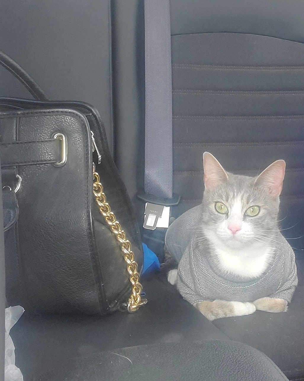 Princess Sophie is registered to the contest to win money with this photo: cat, gray_cat, sweater, car_seat, black_purse, gold_chain, pet, animal, indoor, seatbelt, feline, looking_at_camera, cute, domestic_cat, resting, side_view, car_interior, accessory, leather_purse, portrait