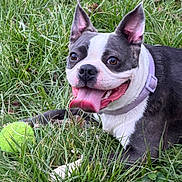 Lucy joined the competition — help win amazing prizes! dog, boston_terrier, grass, tennis_ball, pet, playful, tongue_out, collar, outdoor, animal, cute, happy, mammal, nature, laying_down, close_up, green, summer, friendly, canine