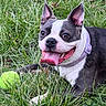 dog, boston_terrier, grass, tennis_ball, pet, playful, tongue_out, collar, outdoor, animal, cute, happy, mammal, nature, laying_down, close_up, green, summer, friendly, canine