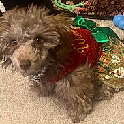 Princess Lele joined the competition — help win amazing prizes! dog, pet, festive_clothing, holiday_outfit, carpet, toy, chew_toy, green_bow, red_dress, gold_dress, curious_eyes, fluffy, brown_fur, indoor, cute, small_dog, lying_down, animal, companion, domestic_pet