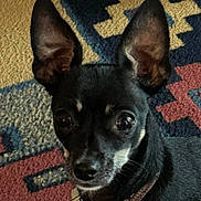 Shadow joined the competition — help win amazing prizes! dog, black_dog, pet, small_dog, ears, collar, indoor, carpet, patterned_rug, close_up, animal, canine, cute, alert, looking, fur, portrait, domestic_animal, companion, household
