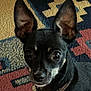 dog, black_dog, pet, small_dog, ears, collar, indoor, carpet, patterned_rug, close_up, animal, canine, cute, alert, looking, fur, portrait, domestic_animal, companion, household