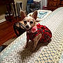 Shadow joined the competition — help win amazing prizes! dog, small_dog, chihuahua, pet, bed, bedspread, red_dress, flower_collar, indoor, furniture, wooden_floor, blanket, heater, curtains, dog_bed, decor, room, table, dresser, cozy