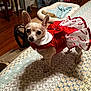 dog, chihuahua, dress, holiday, costume, bedspread, pattern, indoors, pet, small_dog, cute, animal, furniture, wood_floor, blanket, bed, dog_bed, looking, ears_up, curious
