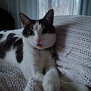 Lucy joined the competition — help win amazing prizes! cat, pet, indoor, knitted_blanket, white, brown, fur, pink_nose, collar, bell, relaxed, cute, animal, looking_at_camera, window, curtains, soft_light, texture, close_up, resting