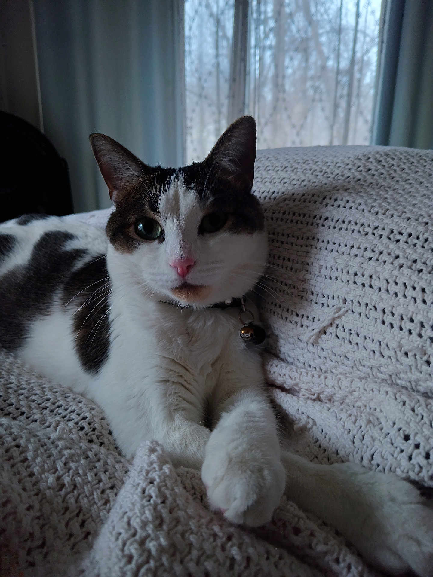 Lucy joined the competition — help win amazing prizes! cat, pet, indoor, knitted_blanket, white, brown, fur, pink_nose, collar, bell, relaxed, cute, animal, looking_at_camera, window, curtains, soft_light, texture, close_up, resting