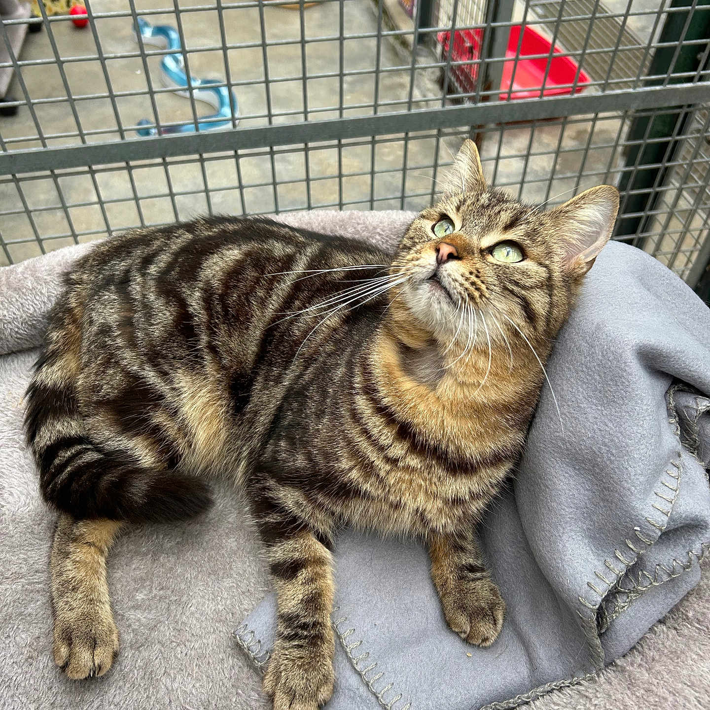 Mèo participe au concours pour gagner de l'argent avec cette photo : animal, blanket, cage, cat, comfortable, cozy, curious, ears, feline, gray, indoor, looking_up, paws, pet_bed, resting, soft, striped, tabby, toys, whiskers