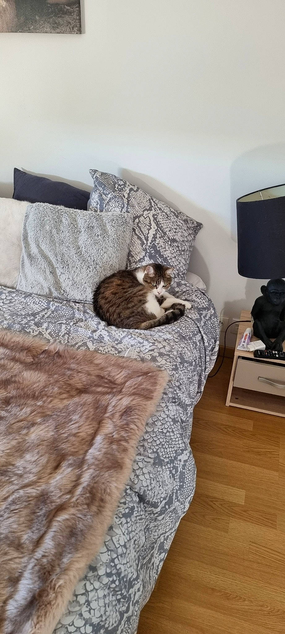 Gus participe au concours pour gagner de l'argent avec cette photo : carnivore, cat, comfort, domestic_short_haired_cat, felidae, floor, flooring, fur, grey, hardwood, laminate_flooring, linens, living_room, room, small_to_medium_sized_cats, table, tail, whiskers, wood, wood_flooring