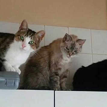 Nenette Fidji Et Fripouille
