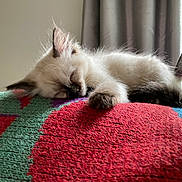 Siku joined the competition — help win amazing prizes! kitten, sleeping, cat, furry, closeup, blanket, colorful, indoor, cozy, resting, fur, paw, curtain, window, daylight, cute, pet, animal, relaxing, soft