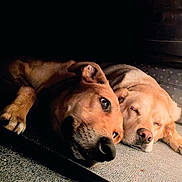 Colonel And Bear joined the competition — help win amazing prizes! animal, canine, close_up, companions, cozy, cute, dog, ears, floor, fur, indoor, light, napping, peaceful, pet, relaxed, resting, shadow, sleeping, two_dogs
