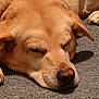 Colonel And Bear is registered to the contest to win money with this photo: animal, canine, carpet, closeup, cute, dog, domestic_animal, fur, golden, indoors, laying_down, mammal, paw, peaceful, pet, quiet, relaxation, resting, sleeping, snout