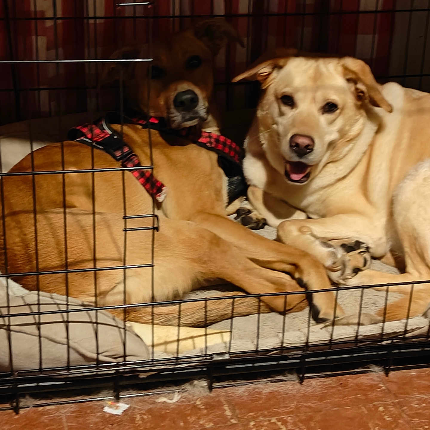 Colonel And Bear is registered to the contest to win money with this photo: animal, brown_dog, cage, canine, collar, crate, dog, domestic_animal, ears, floor, fur, harness, indoor, light_brown_dog, looking_at_camera, paws, pet_bed, resting, snout, two_dogs