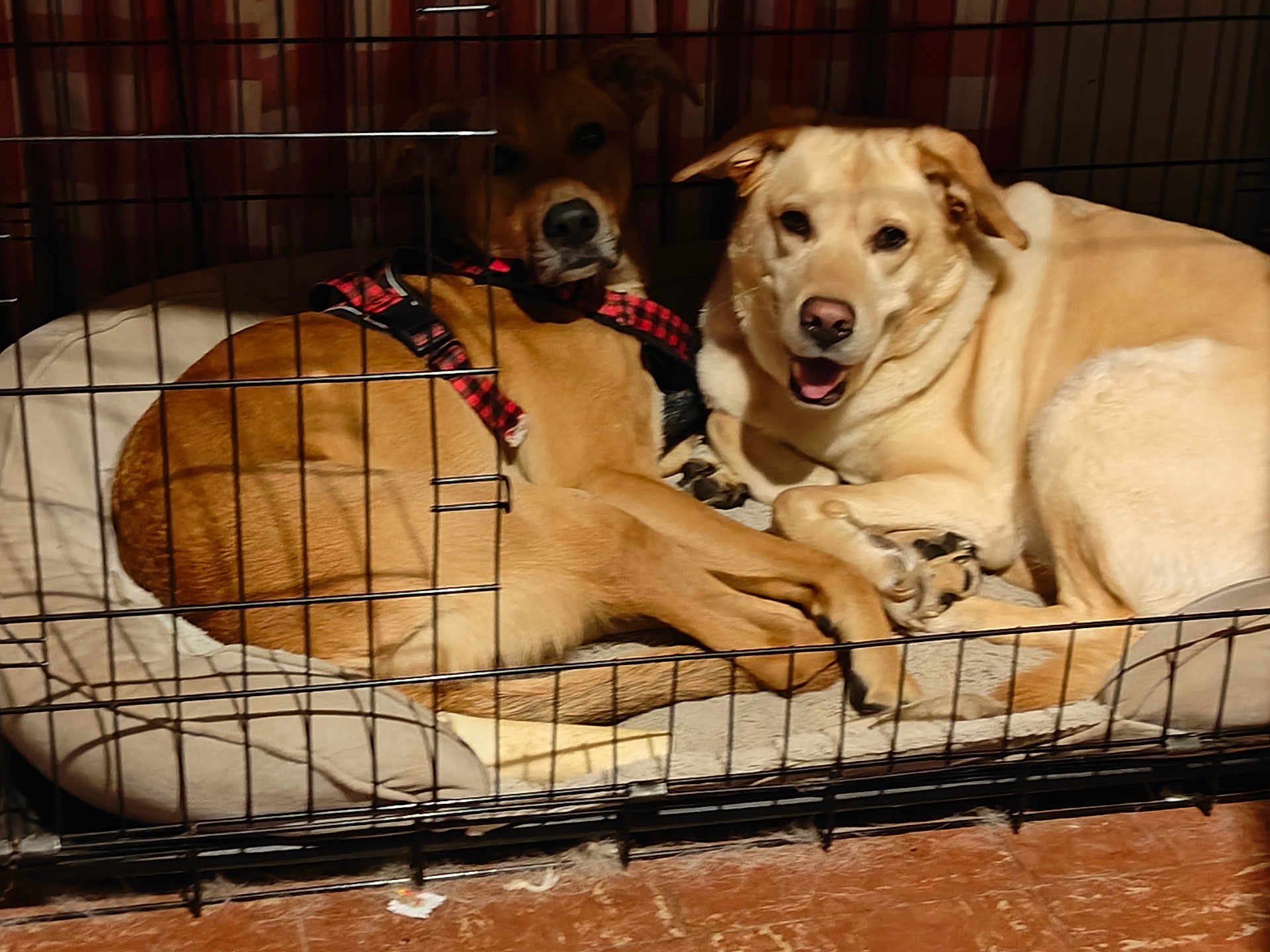 Colonel And Bear is registered to the contest to win money with this photo: animal, brown_dog, cage, canine, collar, crate, dog, domestic_animal, ears, floor, fur, harness, indoor, light_brown_dog, looking_at_camera, paws, pet_bed, resting, snout, two_dogs
