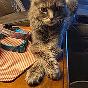 Jasper joined the competition — help win amazing prizes! cat, fluffy, gray, table, paws, crossed_paws, collars, blanket, cozy, indoor, furniture, pet, relaxed, animal, mammal, whiskers, ears, face, fur, domestic
