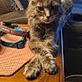 cat, fluffy, gray, table, paws, crossed_paws, collars, blanket, cozy, indoor, furniture, pet, relaxed, animal, mammal, whiskers, ears, face, fur, domestic