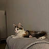 Bretzel a rejoint le concours — aidez-le/la à gagner de superbes lots ! cat, cats, kitten, calico, tabby, white_fur, black_fur, orange_fur, lying_down, sitting, sleeping, relaxed, bed, blanket, bedroom, indoor, cozy, cute, pet, whiskers