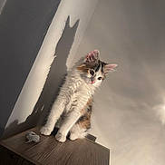 Bretzel participe au concours pour gagner de l'argent avec cette photo : kitten, cat, calico, fluffy, long_hair, sitting, indoors, cabinet, furniture, wall, shadow, sunlight, portrait, pet, animal, whiskers, ears, green_eyes, wood_texture, dramatic_lighting